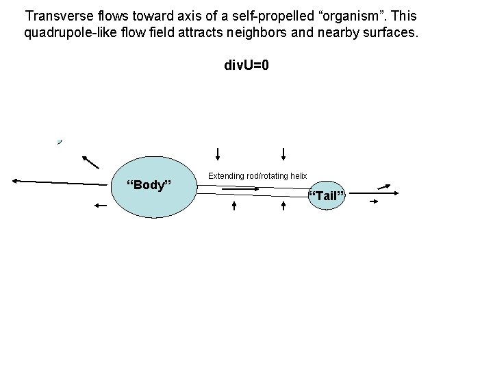 Transverse flows toward axis of a self-propelled “organism”. This quadrupole-like flow field attracts neighbors
