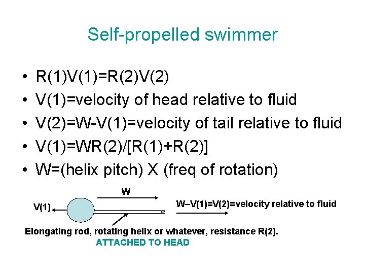 Self-propelled swimmer • • • R(1)V(1)=R(2)V(2) V(1)=velocity of head relative to fluid V(2)=W-V(1)=velocity of