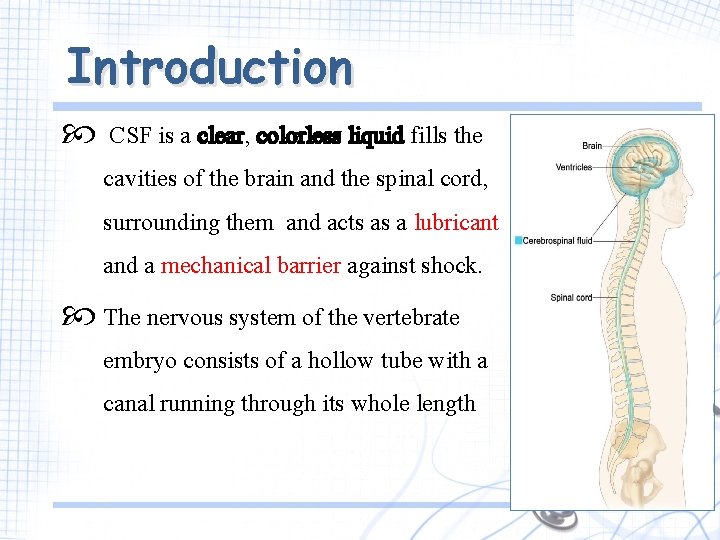 Introduction CSF is a clear, colorless liquid fills the cavities of the brain and