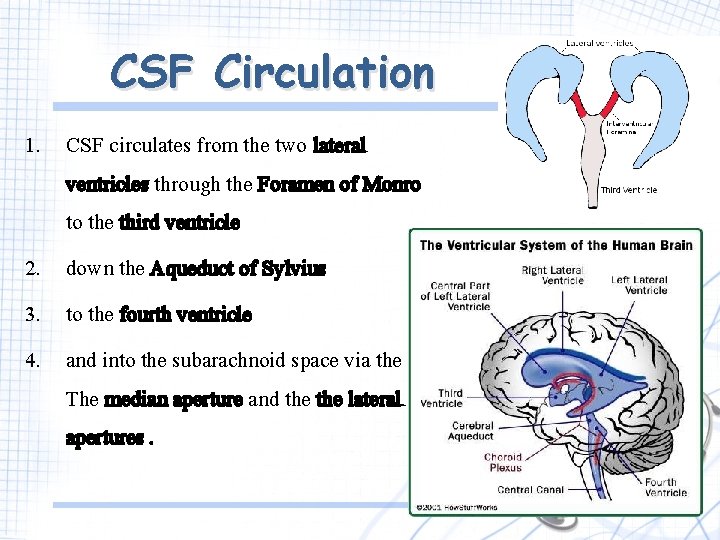 CSF Circulation 1. CSF circulates from the two lateral ventricles through the Foramen of