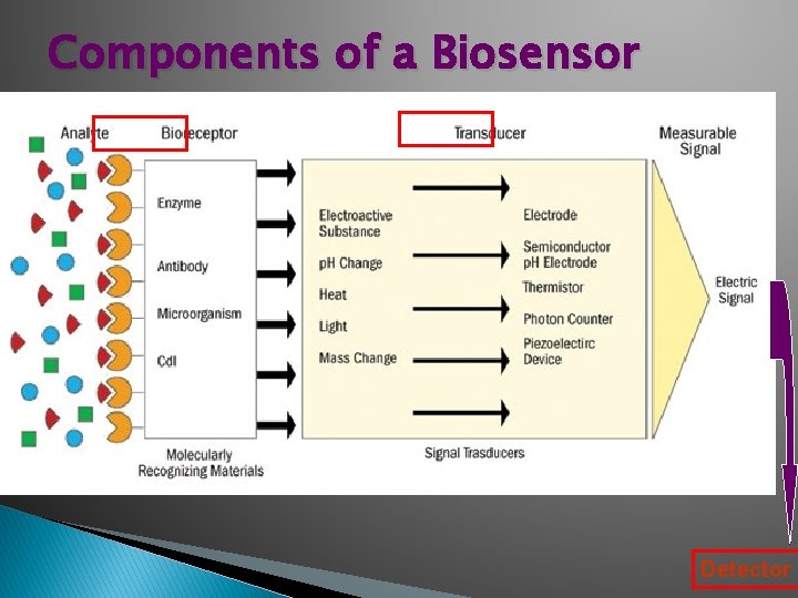 Components of a Biosensor Detector  Components of a Biosensor Detector