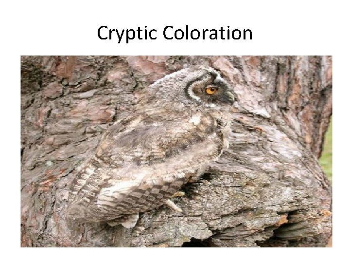 Cryptic Coloration 