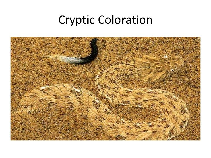 Cryptic Coloration 