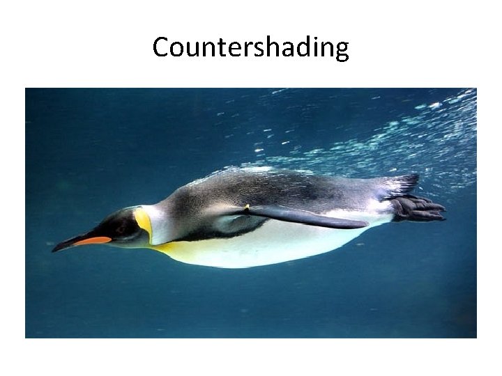 Countershading 