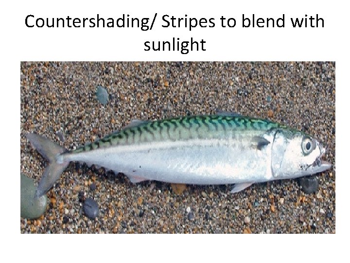Countershading/ Stripes to blend with sunlight 
