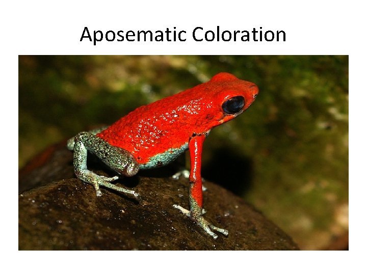 Aposematic Coloration 