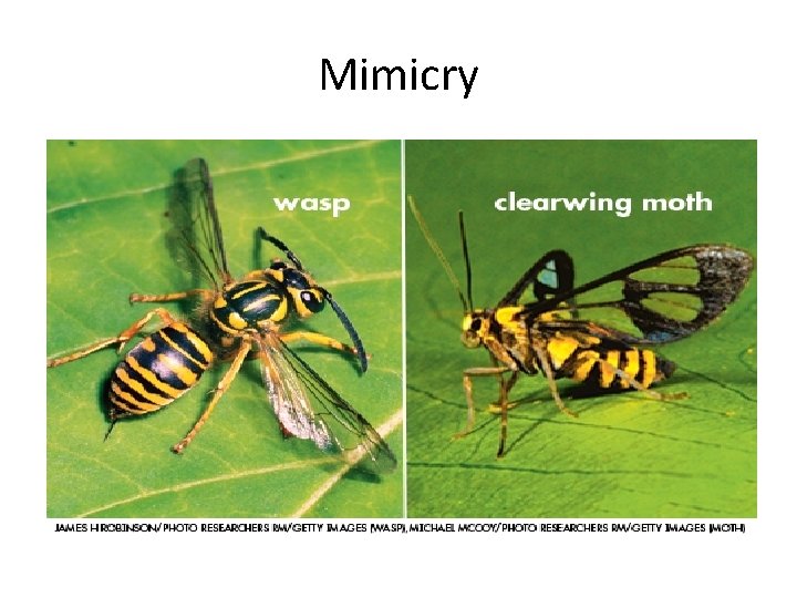 Mimicry 