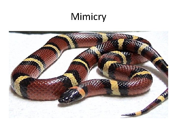 Mimicry 