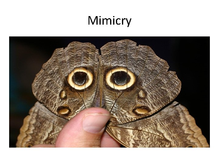 Mimicry 