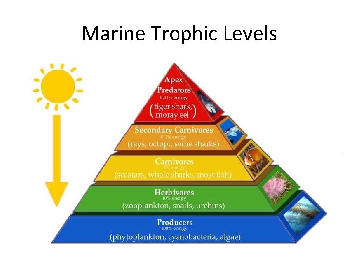 Marine Trophic Levels 