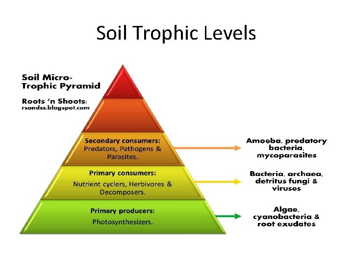 Soil Trophic Levels 