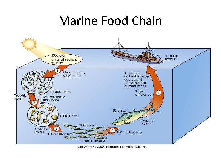 Marine Food Chain 