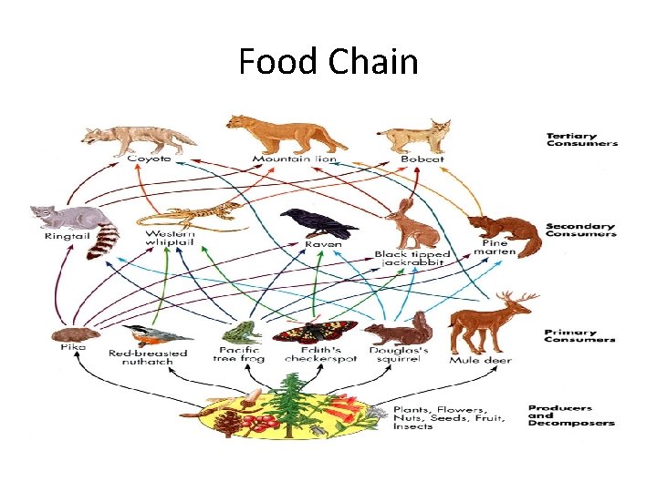 Food Chain 