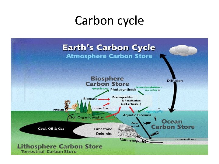 Carbon cycle 