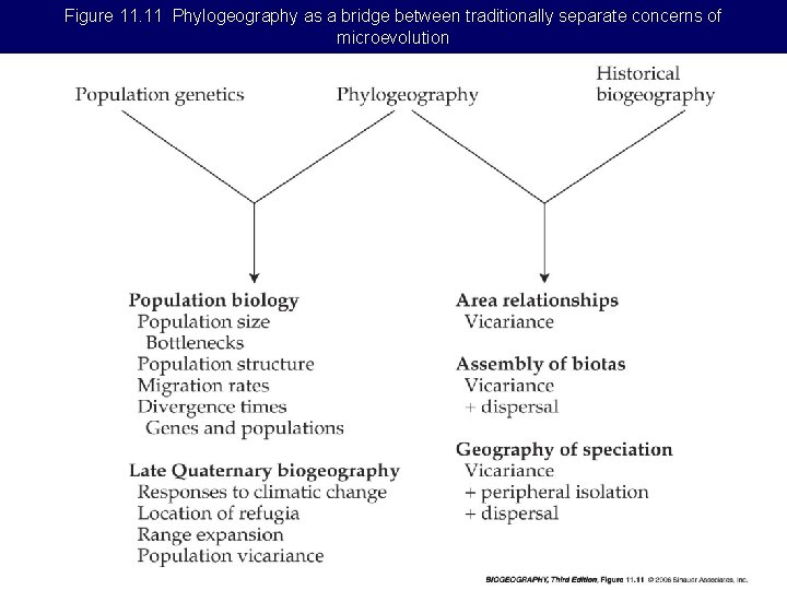 Figure 11. 11 Phylogeography as a bridge between traditionally separate concerns of microevolution 