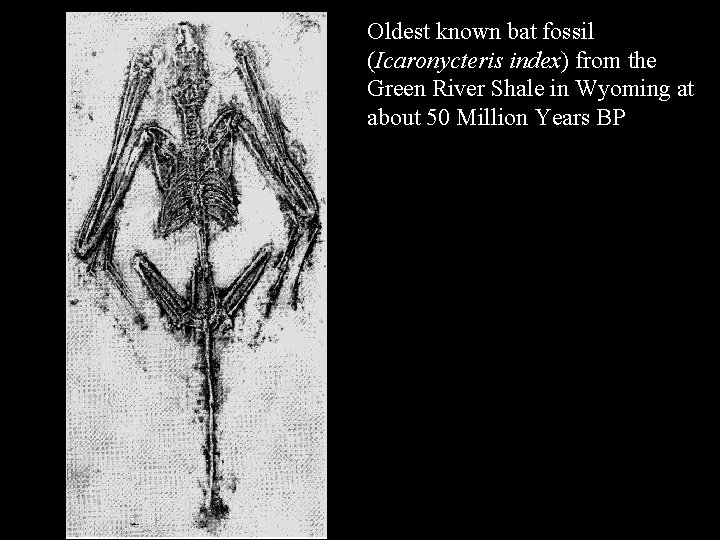 Oldest known bat fossil (Icaronycteris index) from the Green River Shale in Wyoming at
