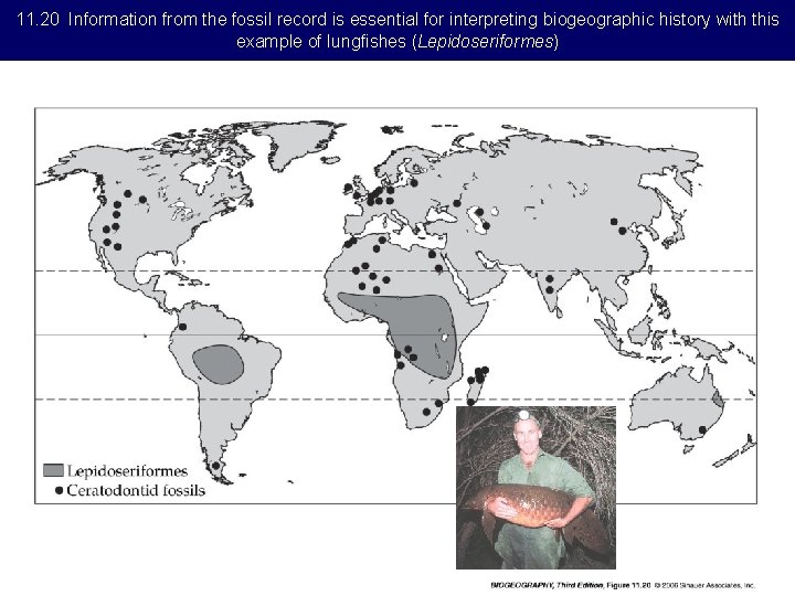 11. 20 Information from the fossil record is essential for interpreting biogeographic history with