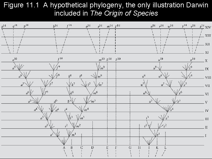 Figure 11. 1 A hypothetical phylogeny, the only illustration Darwin included in The Origin