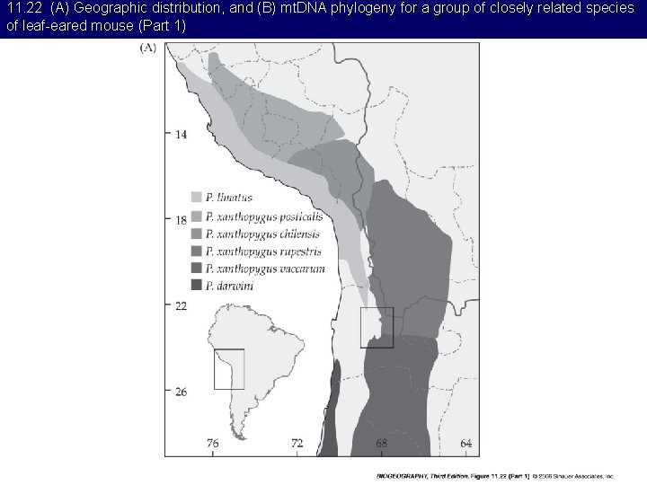 11. 22 (A) Geographic distribution, and (B) mt. DNA phylogeny for a group of