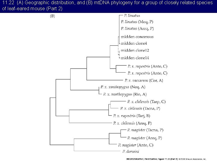 11. 22 (A) Geographic distribution, and (B) mt. DNA phylogeny for a group of