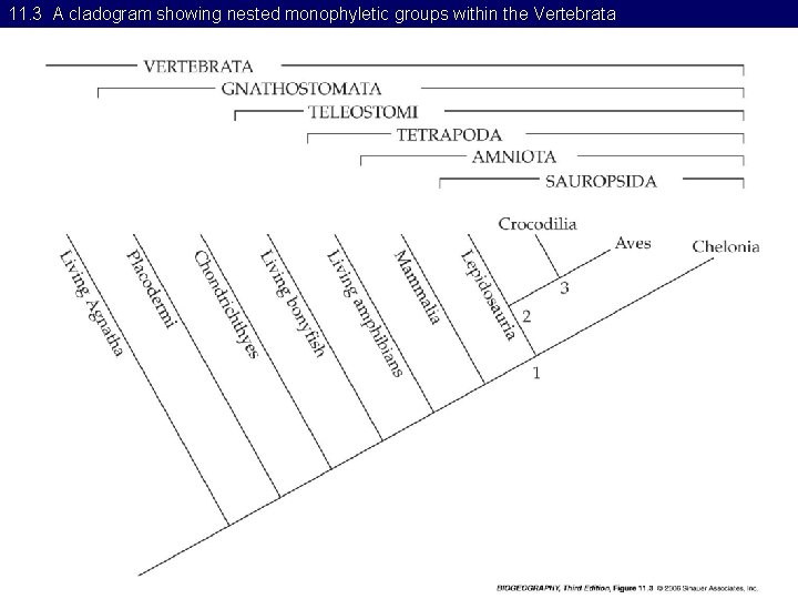 11. 3 A cladogram showing nested monophyletic groups within the Vertebrata 