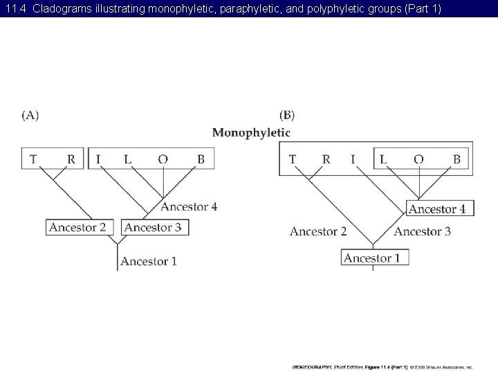 11. 4 Cladograms illustrating monophyletic, paraphyletic, and polyphyletic groups (Part 1) 