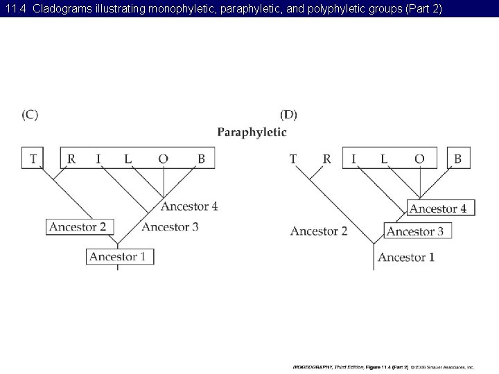 11. 4 Cladograms illustrating monophyletic, paraphyletic, and polyphyletic groups (Part 2) 