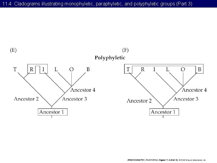 11. 4 Cladograms illustrating monophyletic, paraphyletic, and polyphyletic groups (Part 3) 