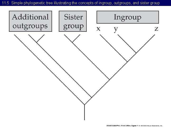 11. 5 Simple phylogenetic tree illustrating the concepts of ingroup, outgroups, and sister group