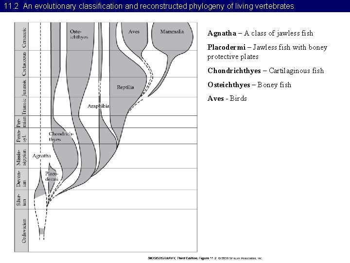 11. 2 An evolutionary classification and reconstructed phylogeny of living vertebrates Agnatha – A
