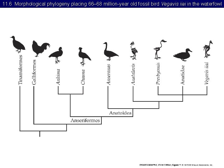 11. 6 Morphological phylogeny placing 66– 68 million-year old fossil bird Vegavis iiai in