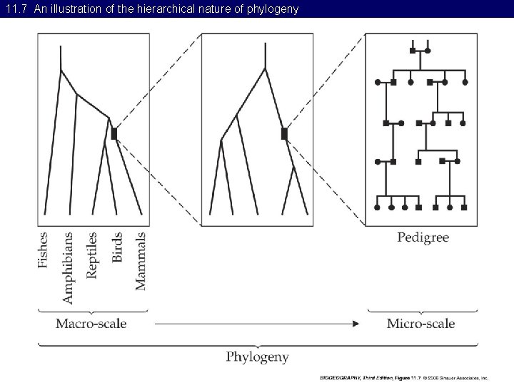11. 7 An illustration of the hierarchical nature of phylogeny 