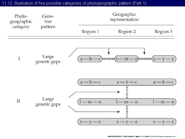 11. 12 Illustration of five possible categories of phylogeographic pattern (Part 1) 