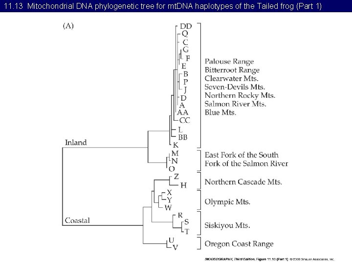 11. 13 Mitochondrial DNA phylogenetic tree for mt. DNA haplotypes of the Tailed frog