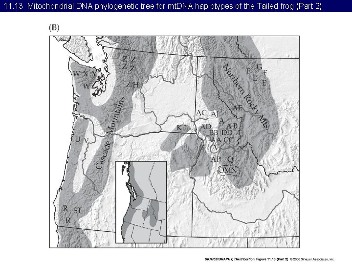 11. 13 Mitochondrial DNA phylogenetic tree for mt. DNA haplotypes of the Tailed frog