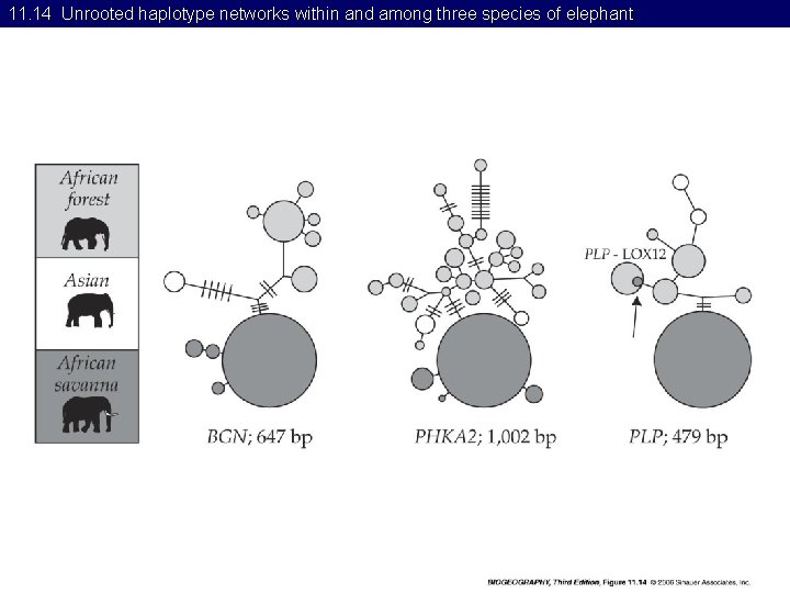 11. 14 Unrooted haplotype networks within and among three species of elephant 