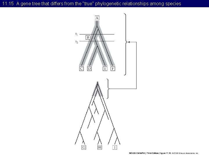 11. 15 A gene tree that differs from the “true” phylogenetic relationships among species