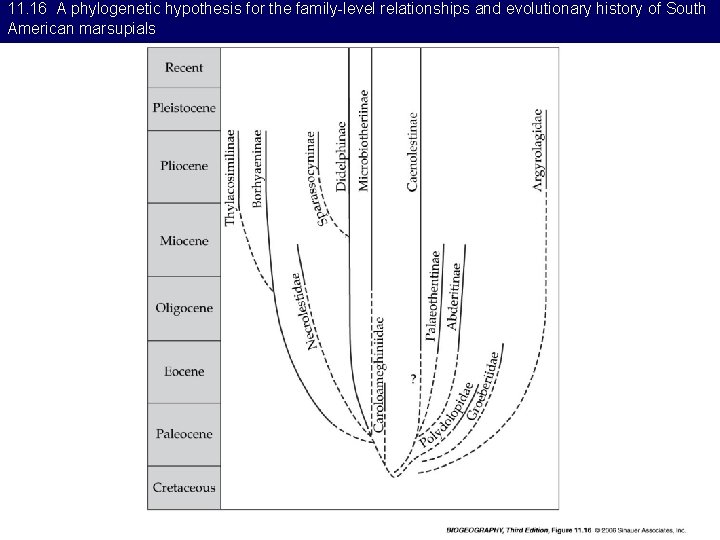 11. 16 A phylogenetic hypothesis for the family-level relationships and evolutionary history of South