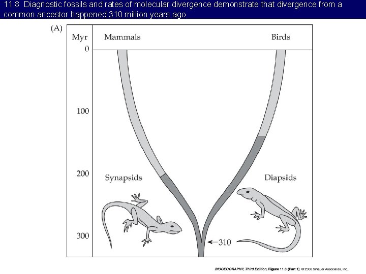 11. 8 Diagnostic fossils and rates of molecular divergence demonstrate that divergence from a
