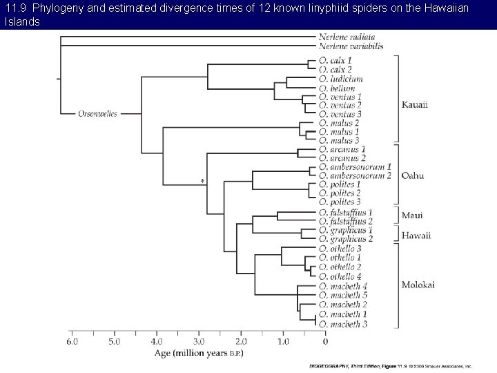 11. 9 Phylogeny and estimated divergence times of 12 known linyphiid spiders on the