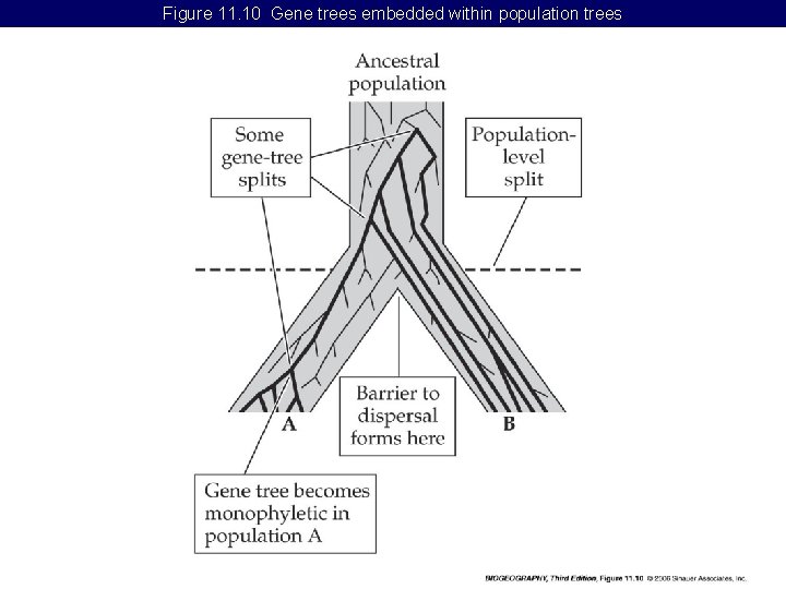 Figure 11. 10 Gene trees embedded within population trees 