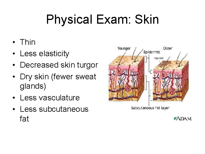 Physical Exam: Skin • • Thin Less elasticity Decreased skin turgor Dry skin (fewer