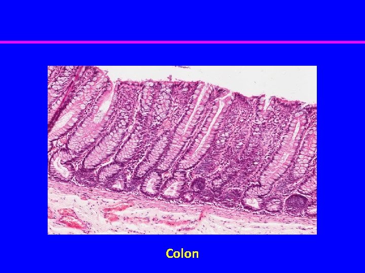 Colon 