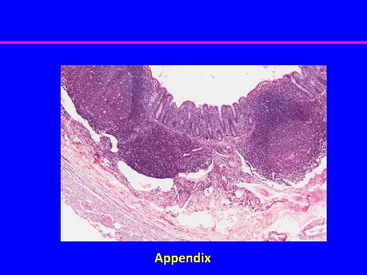 Appendix 