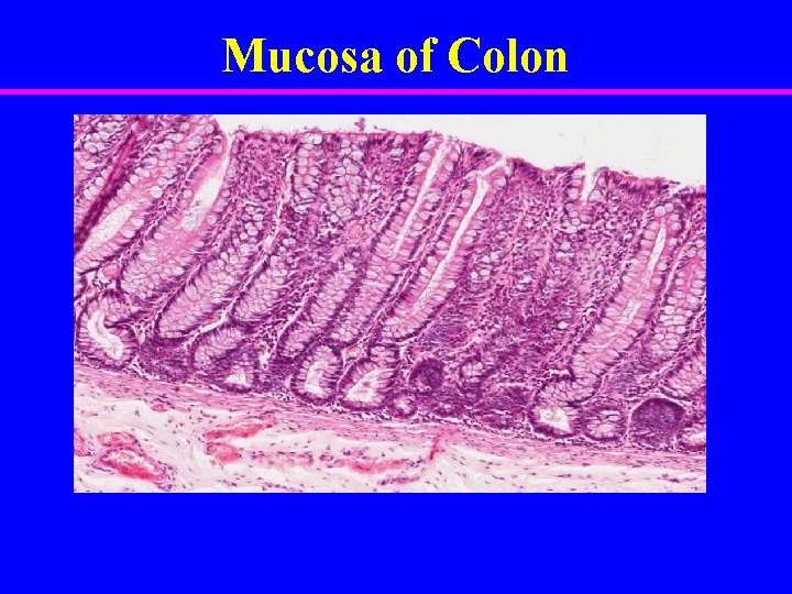 Mucosa of Colon 