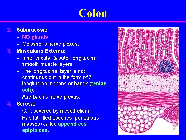 Colon 2. Submucosa: – NO glands. – Meissner’s nerve plexus. 3. Muscularis Externa: –