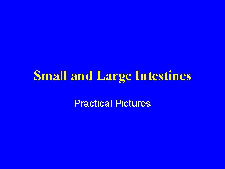 Small and Large Intestines Practical Pictures 