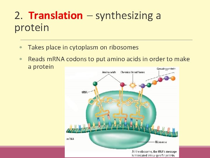 2. Translation – synthesizing a protein • Takes place in cytoplasm on ribosomes •