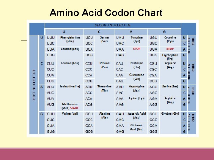 Amino Acid Codon Chart 