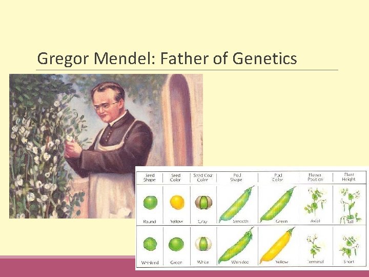 Gregor Mendel: Father of Genetics 